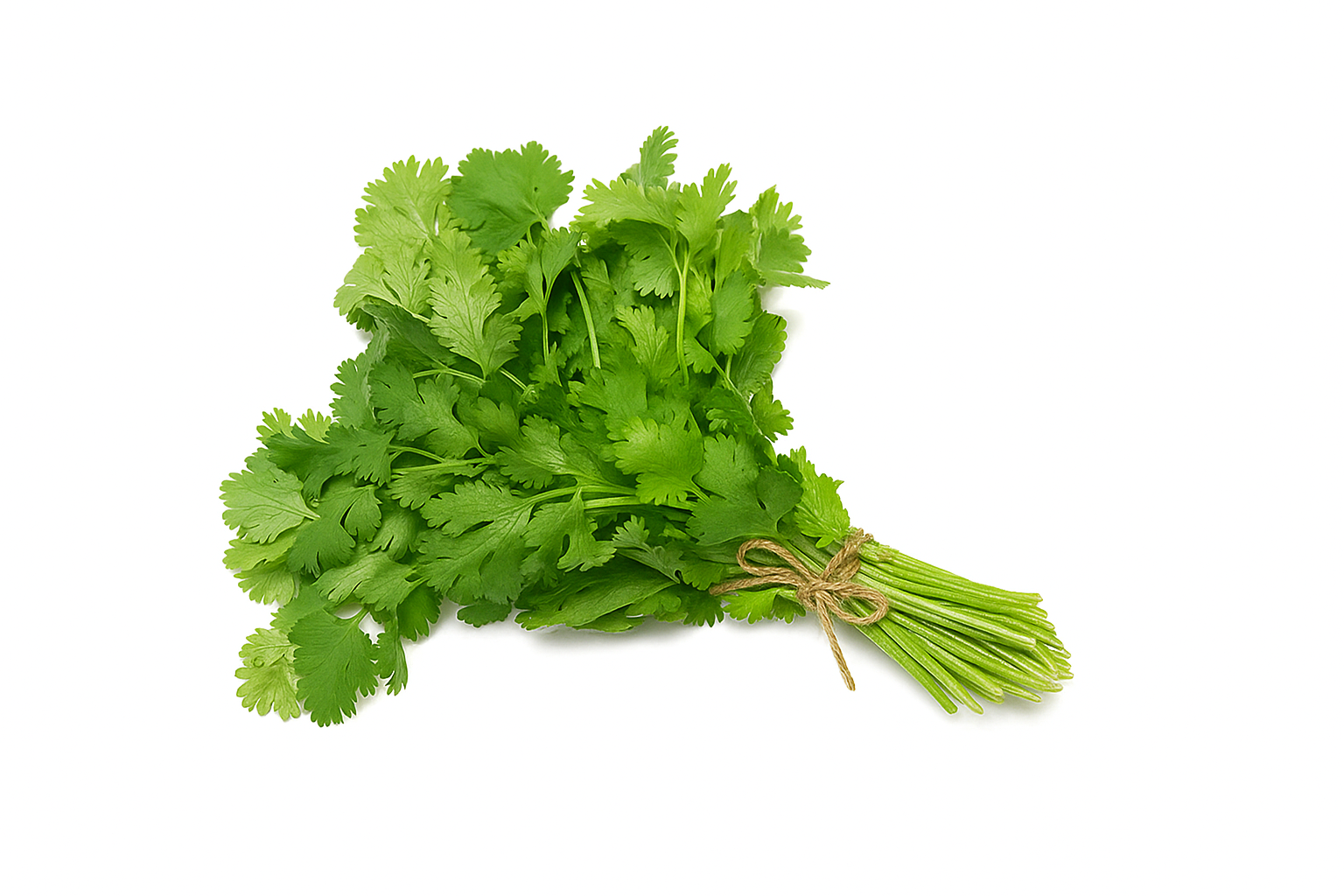 Fresh Coriander Leaves
