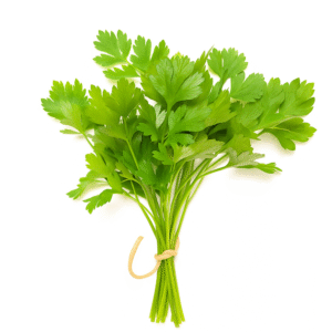 CORIANDER LEAVE